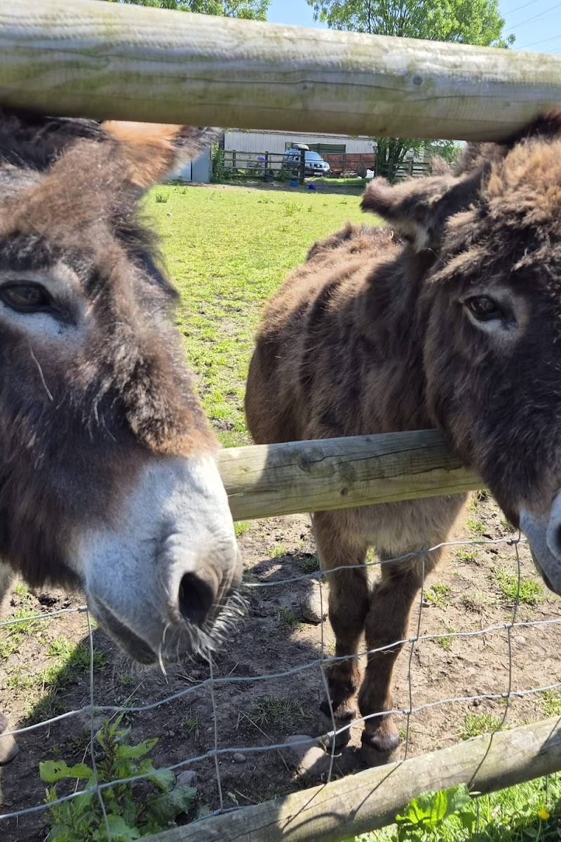 Burntwood Alpaca & Animal Experience