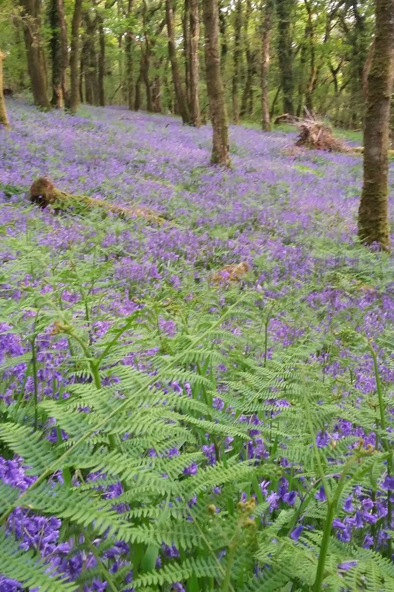 Burrator Wood