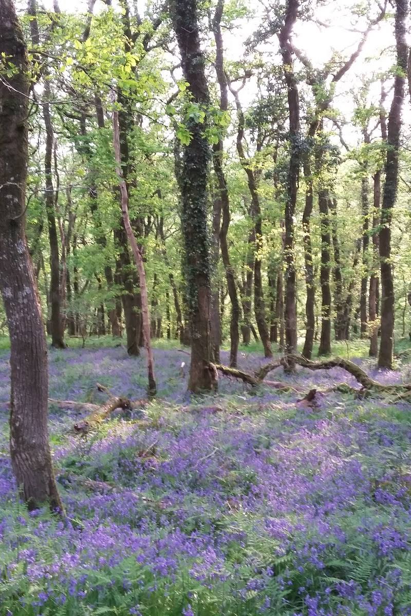 Burrator Wood