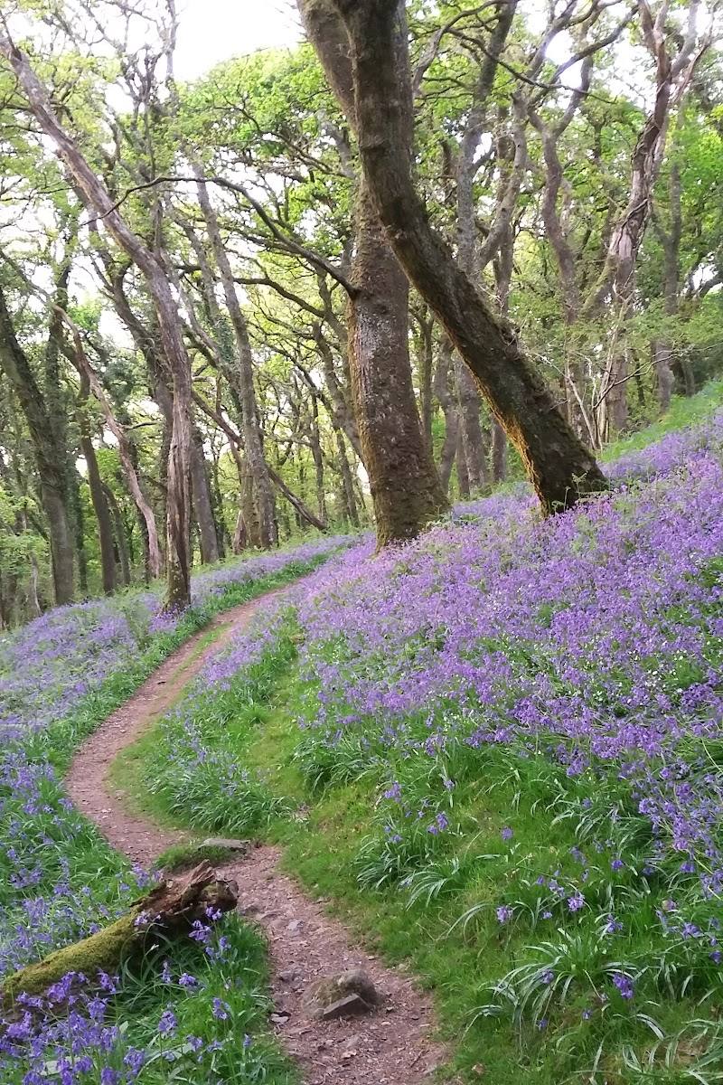 Burrator Wood — Place photograph