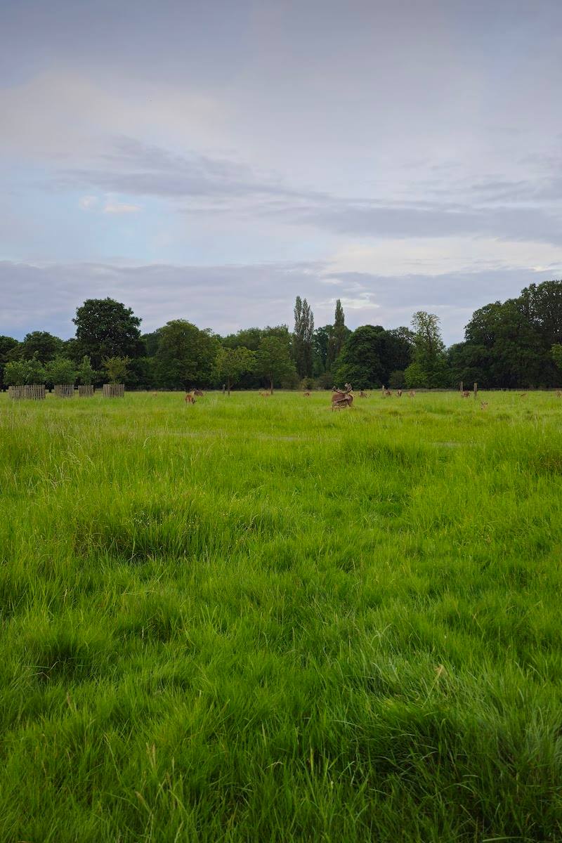 Bushy Park
