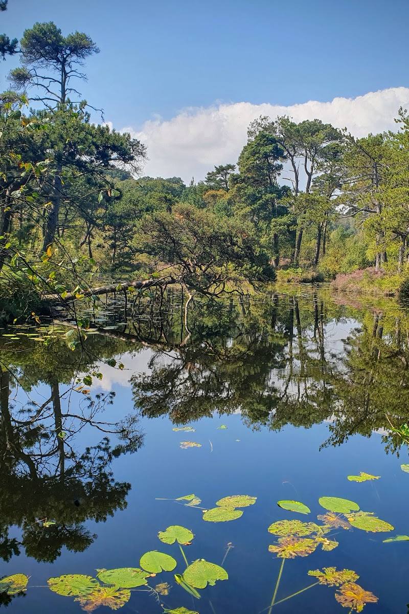 Bystock Pools — Place photograph