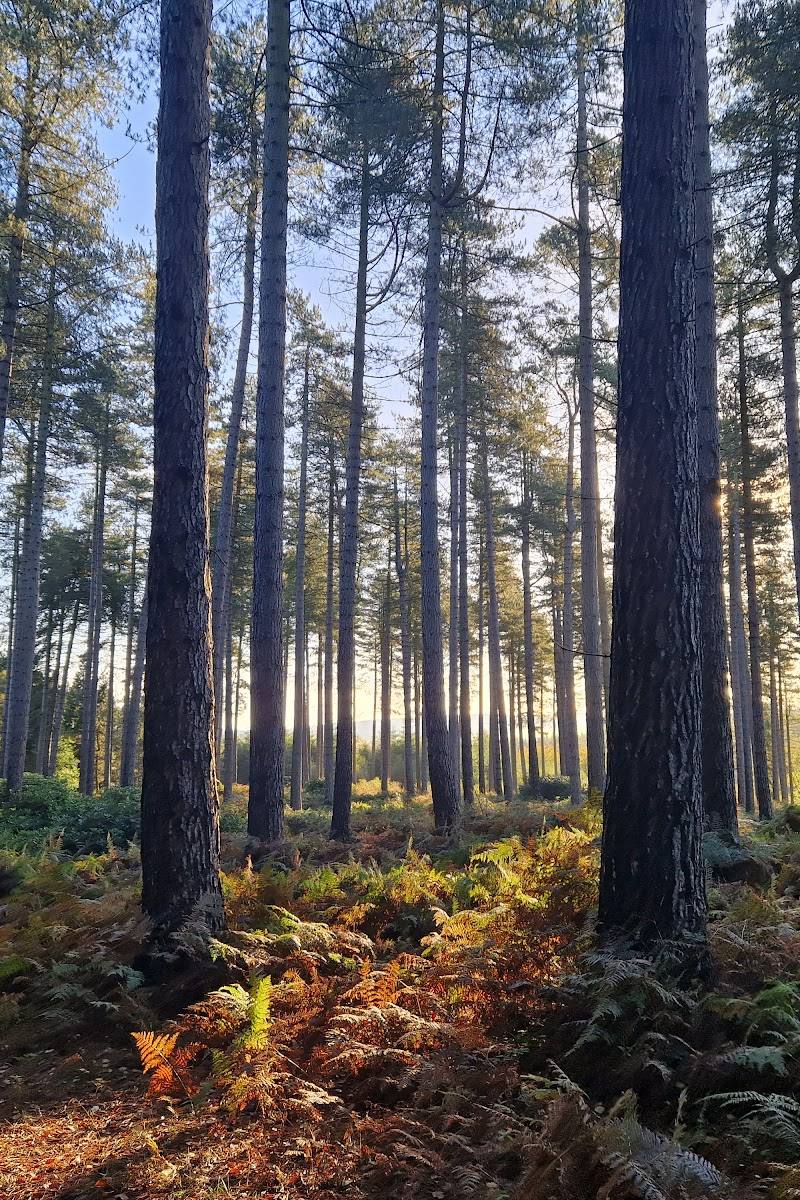 Cannock Chase National Landscape — Place photograph