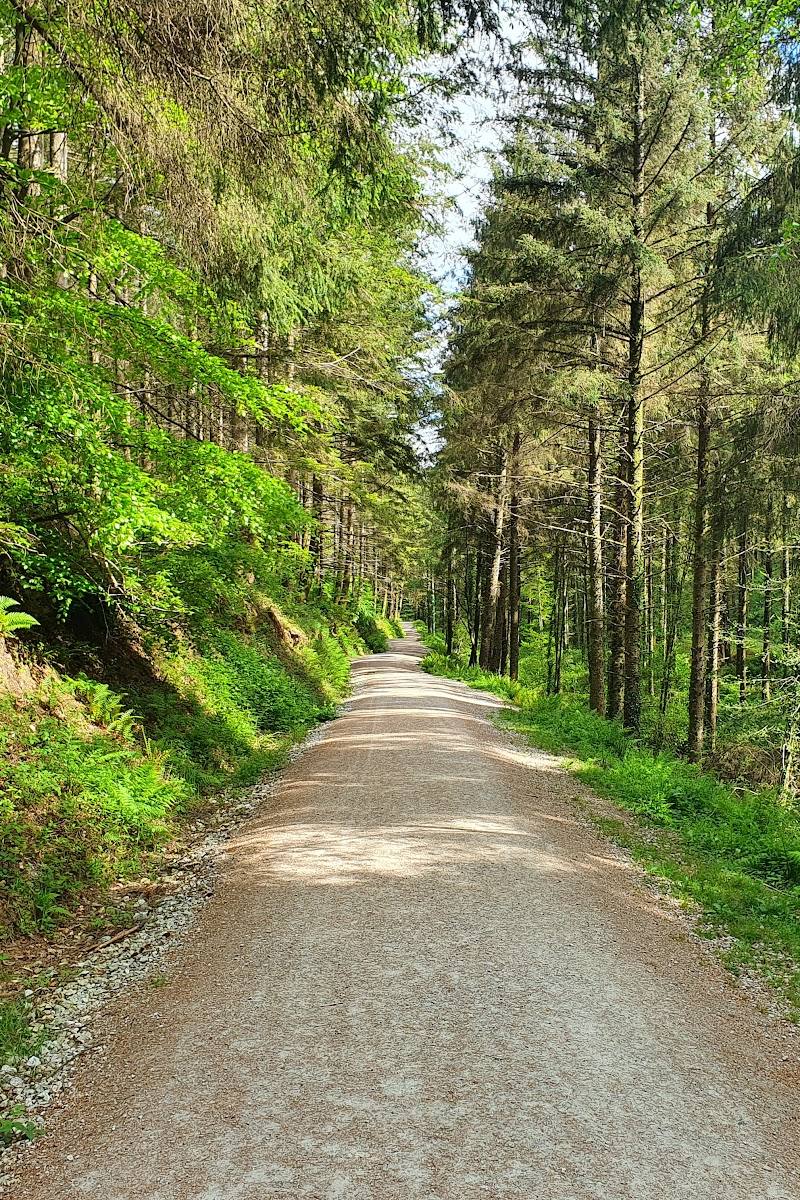 Cardinham Woods