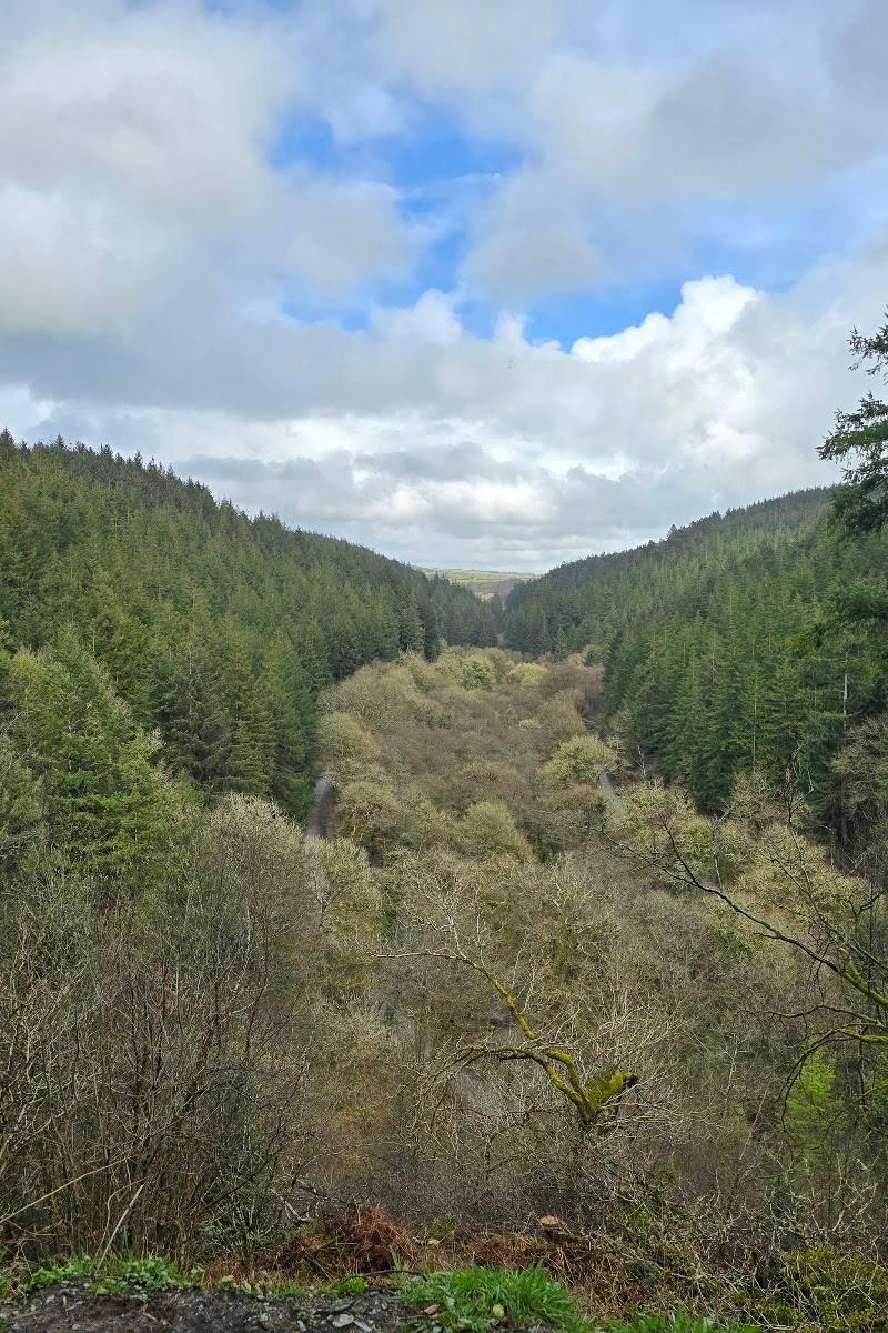 Cardinham Woods — Place photograph