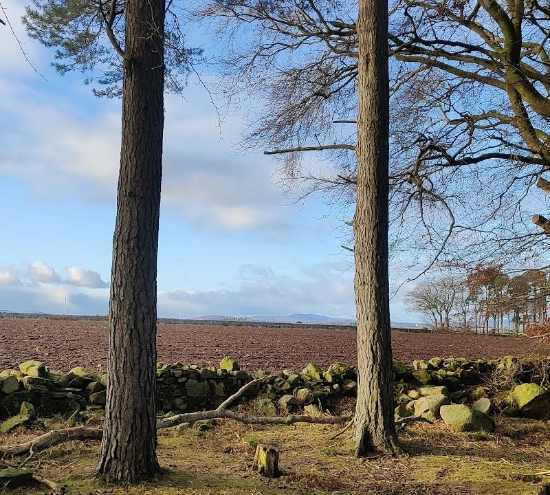 Carnie Woods — Place photograph (2 of 3)