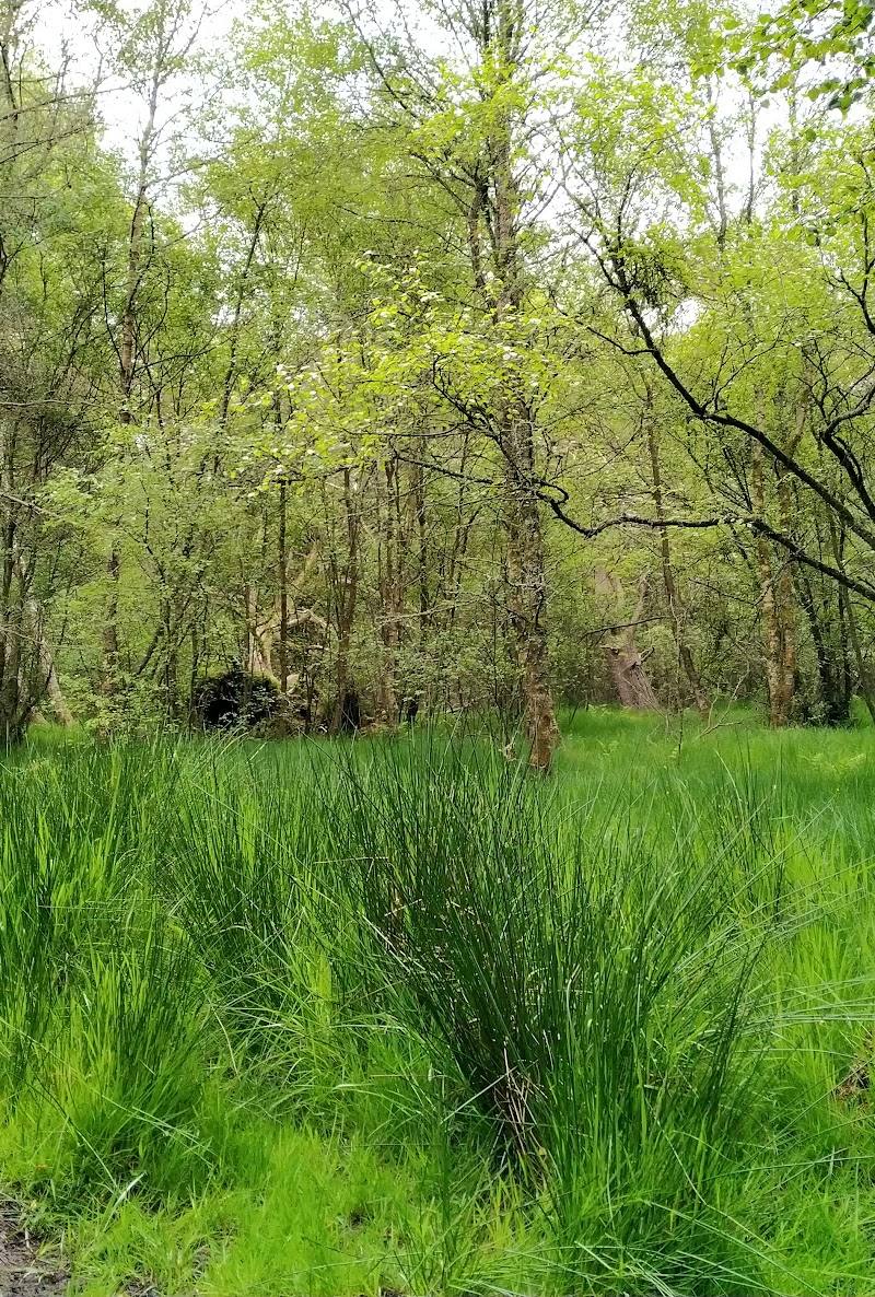 Carnie Woods — Place photograph