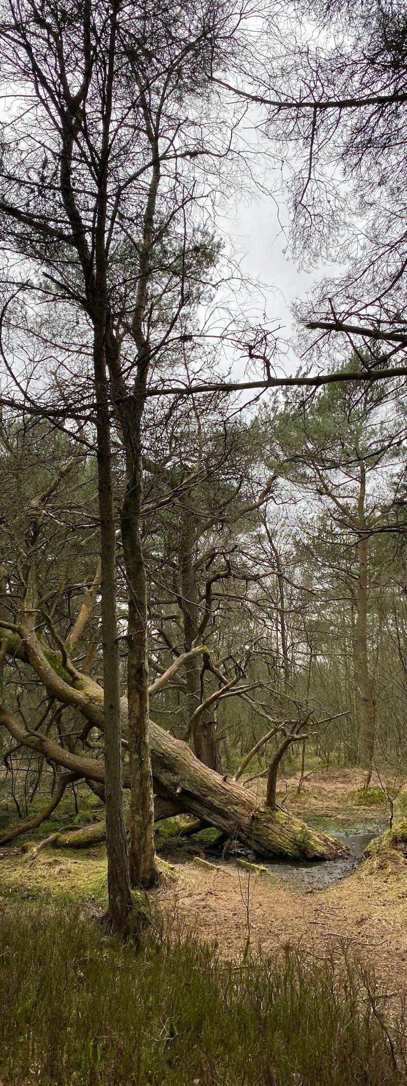 Carnie Woods — Place photograph (3 of 3)