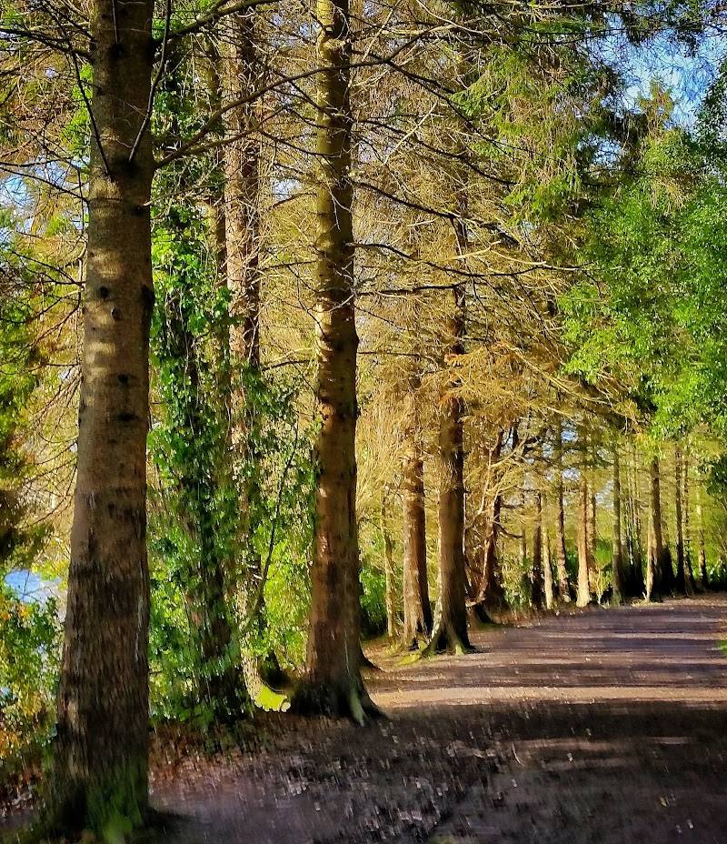 Castlewellan Forest Park