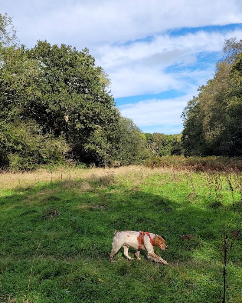 Chaddesley Woods National Nature Reserve — Source image