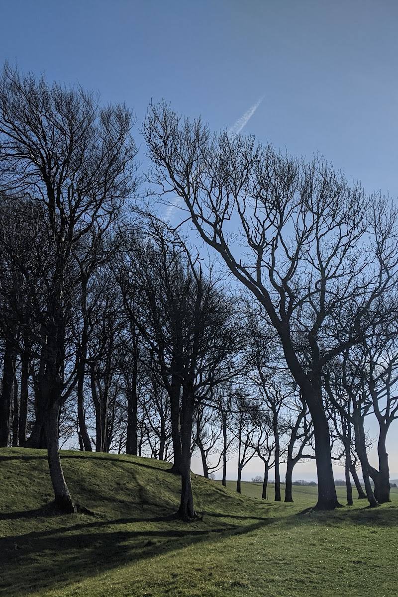 Chanctonbury Ring