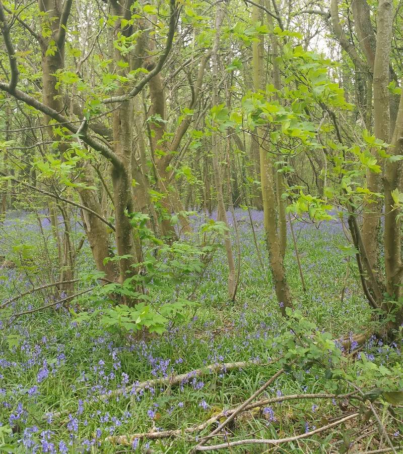 Chatsworth Park
