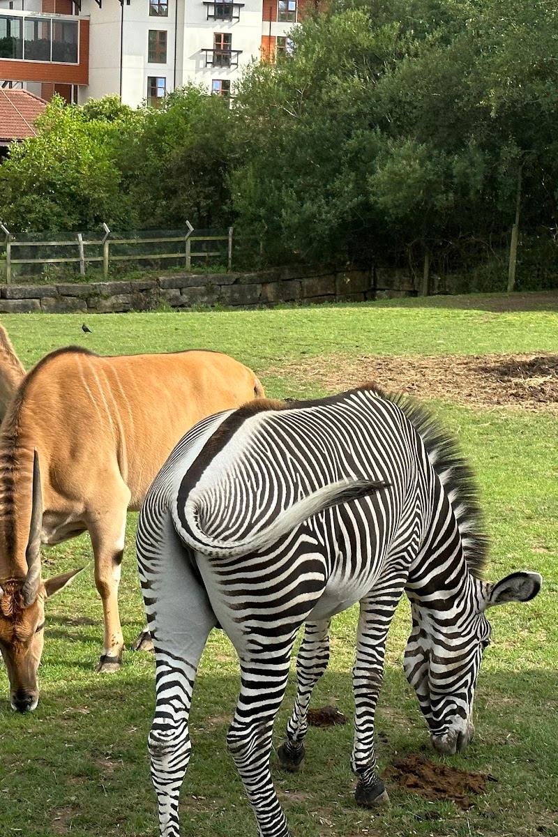 Chessington Zoo — Place photograph