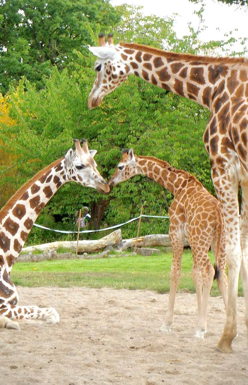 Chester Zoo — Place photograph
