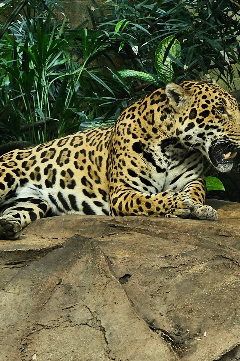 Chester Zoo