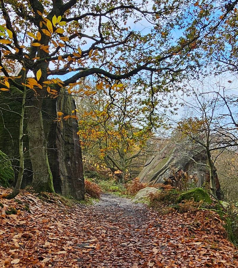 Chevin Forest Iron Age Settlements — Place photograph (2 of 3)