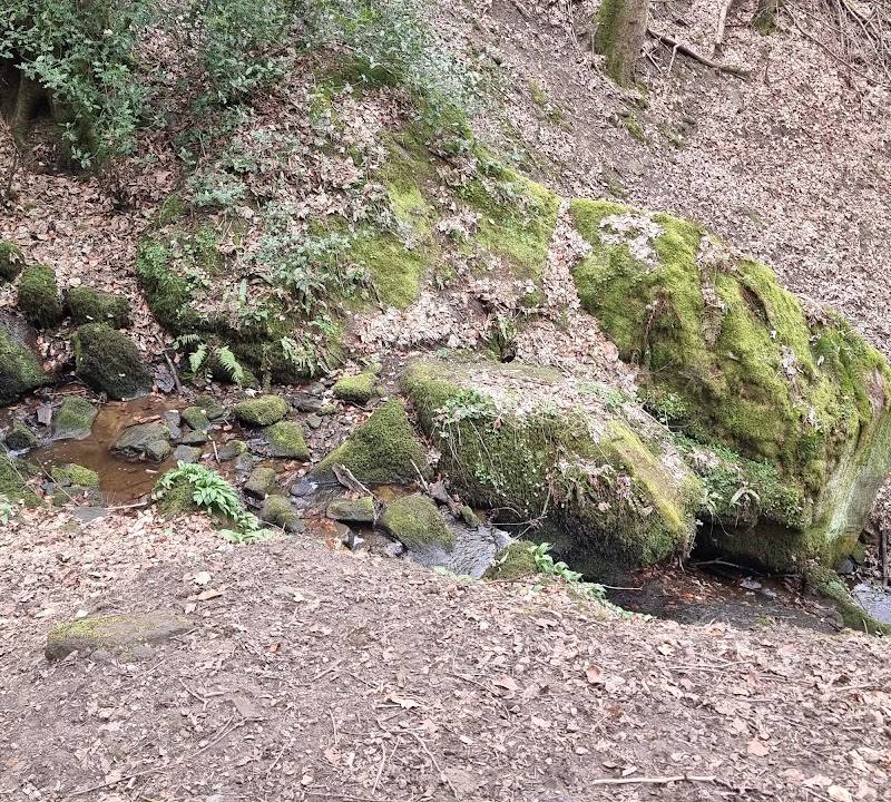 Chevin Forest Iron Age Settlements — Place photograph (3 of 3)
