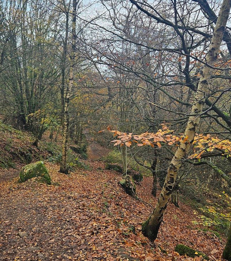 Chevin Forest Iron Age Settlements — Place photograph (1 of 3)