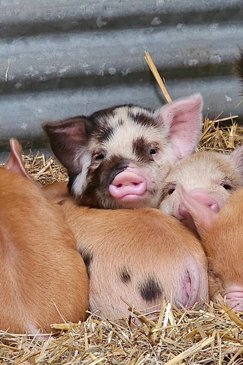 Chew Valley Animal Park — Place photograph (1 of 3)