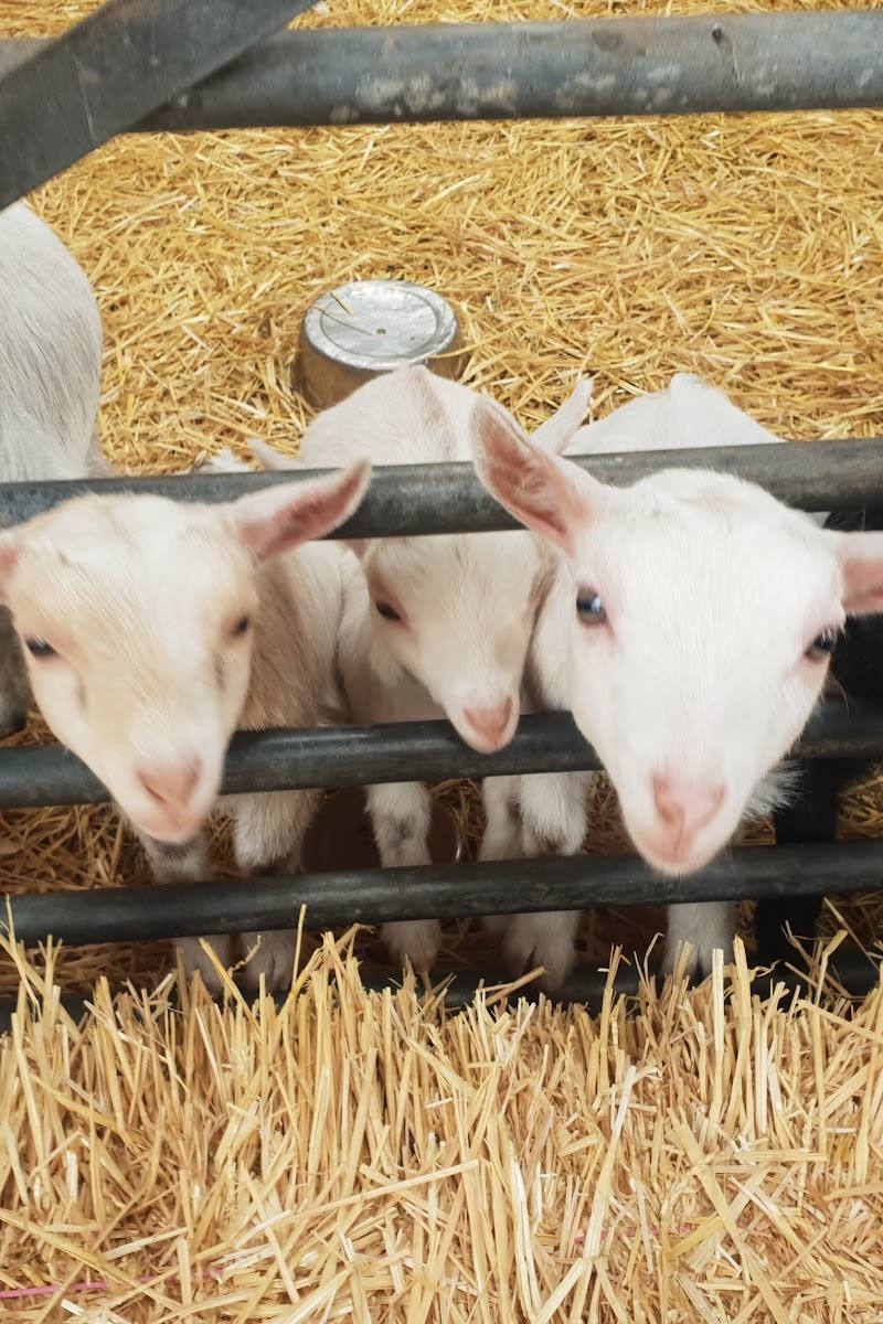 Chew Valley Animal Park — Place photograph (3 of 3)