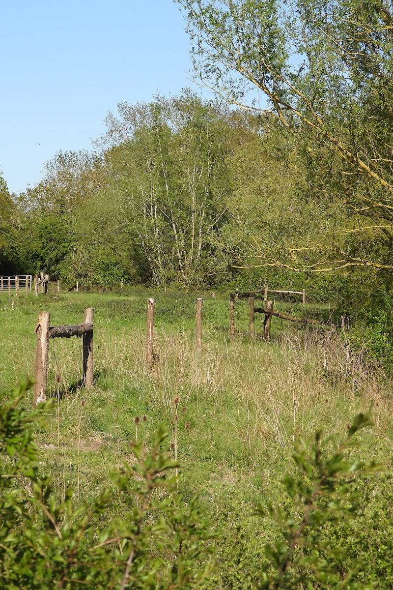 Chigborough Lakes Nature Reserve