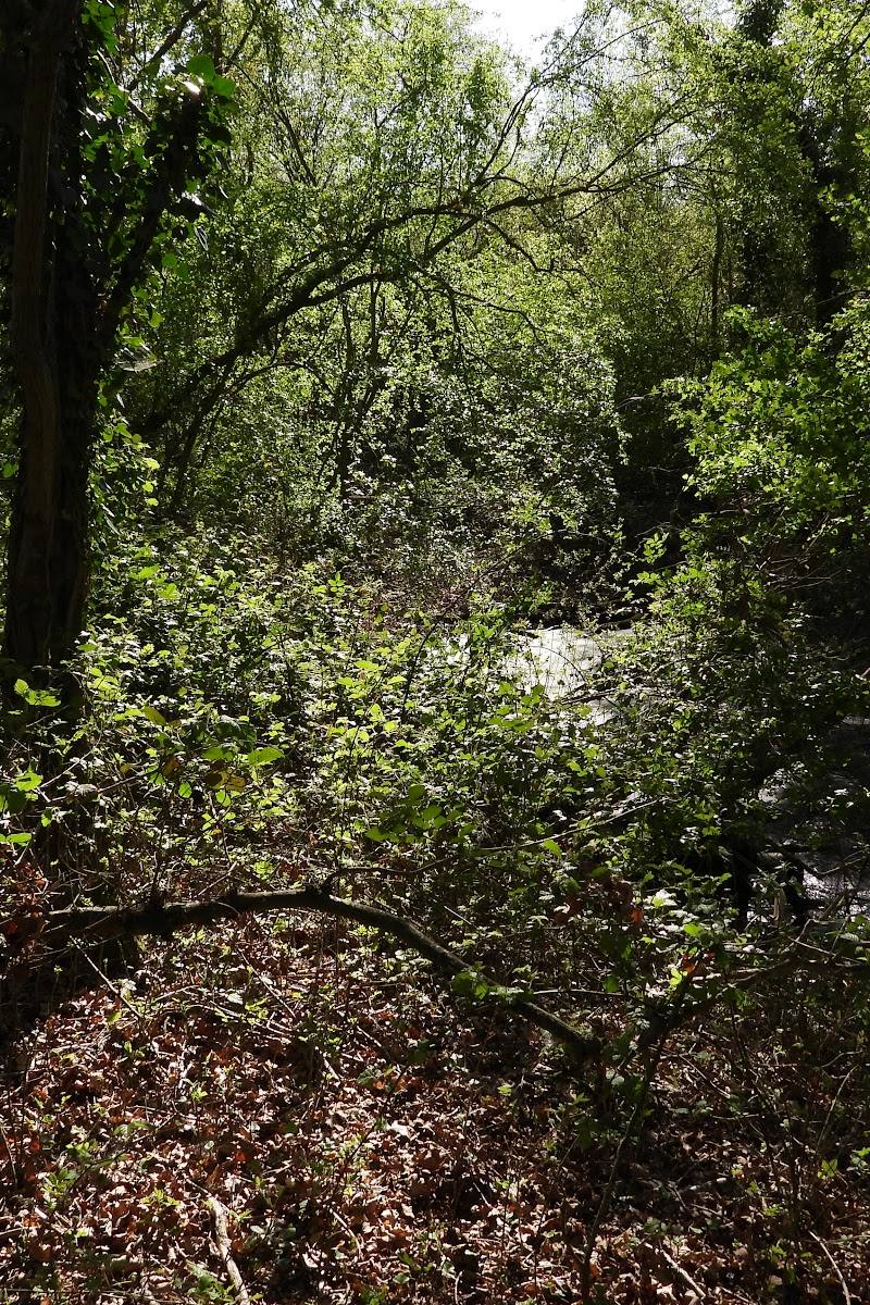 Chigborough Lakes Nature Reserve