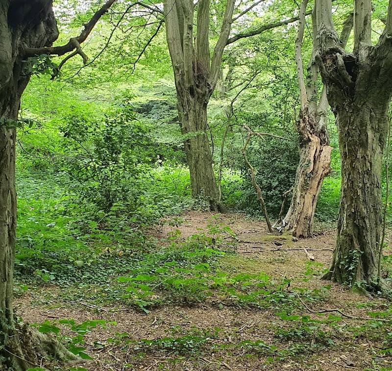 Chigwell Row Wood — Source image
