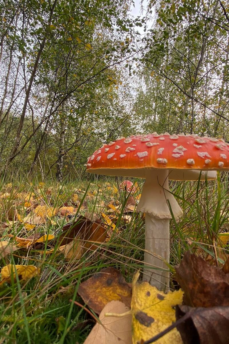 Claybrookes Marsh — Place photograph