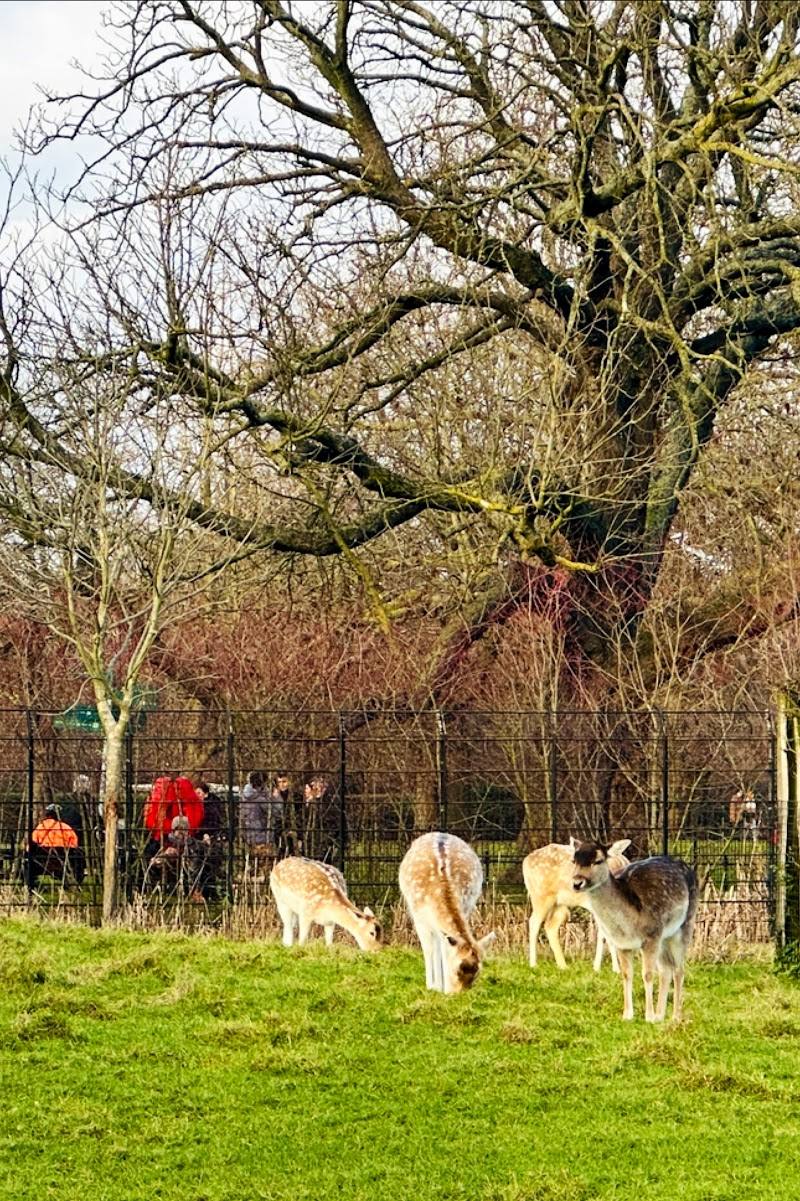 Clissold Park Deer — Place photograph (2 of 3)