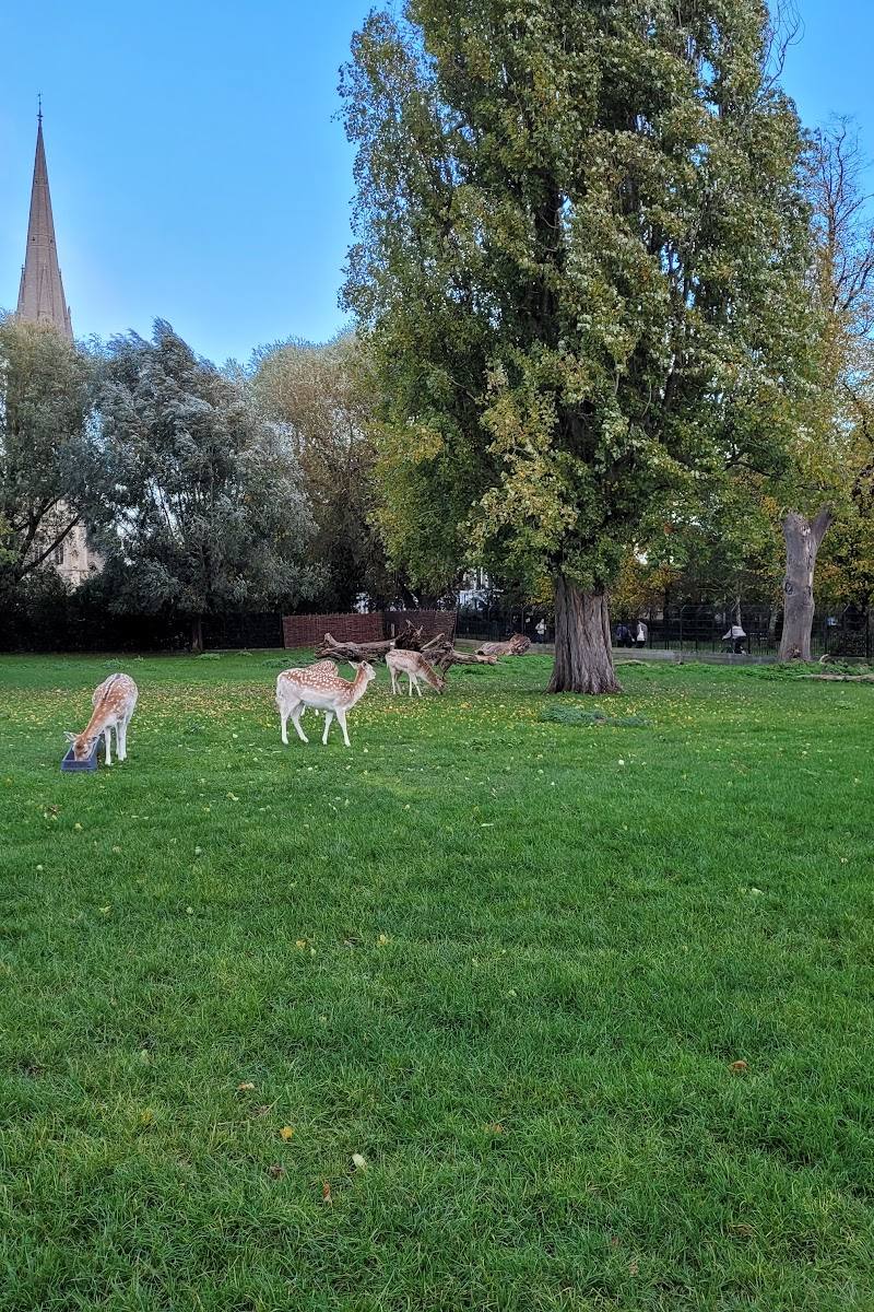 Clissold Park Deer — Source image