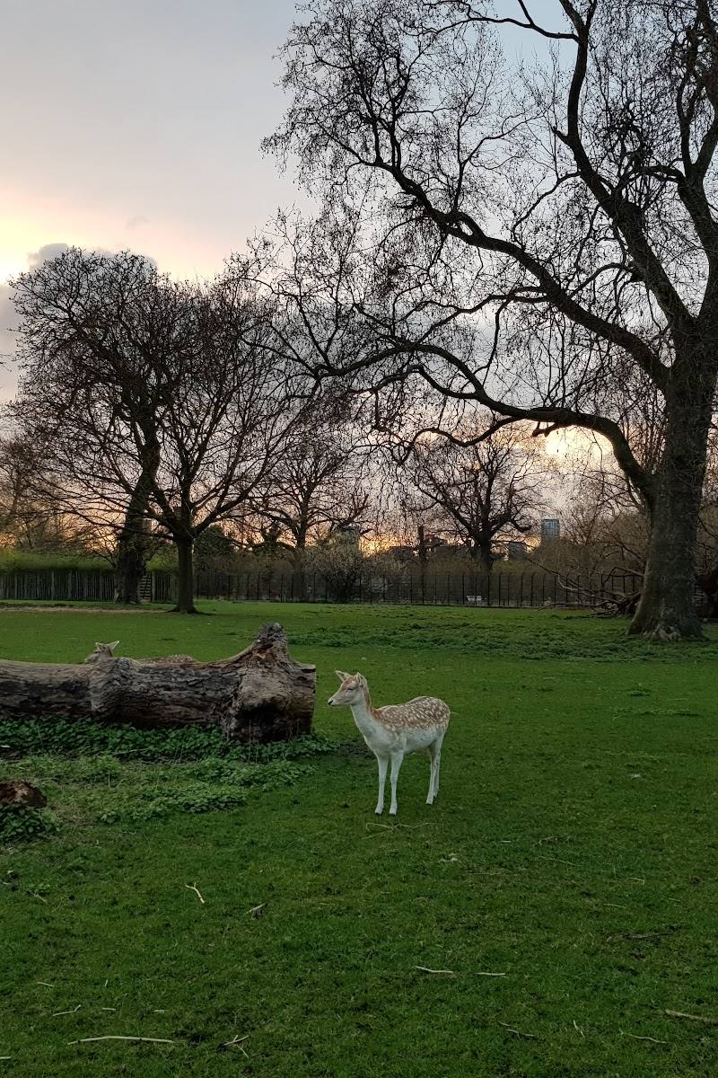 Clissold Park Deer — Place photograph (3 of 3)