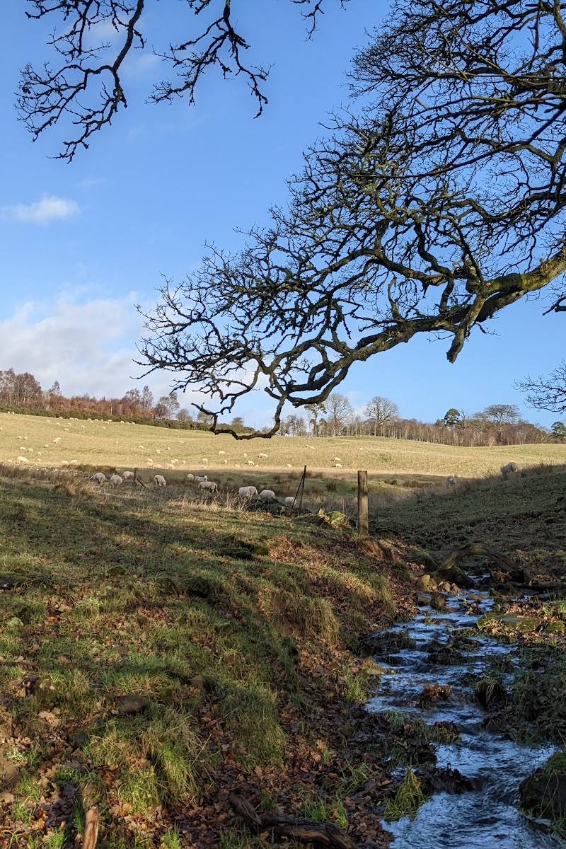 Clyde Valley Woodlands National Nature Reserve (Cleghorn Glen)