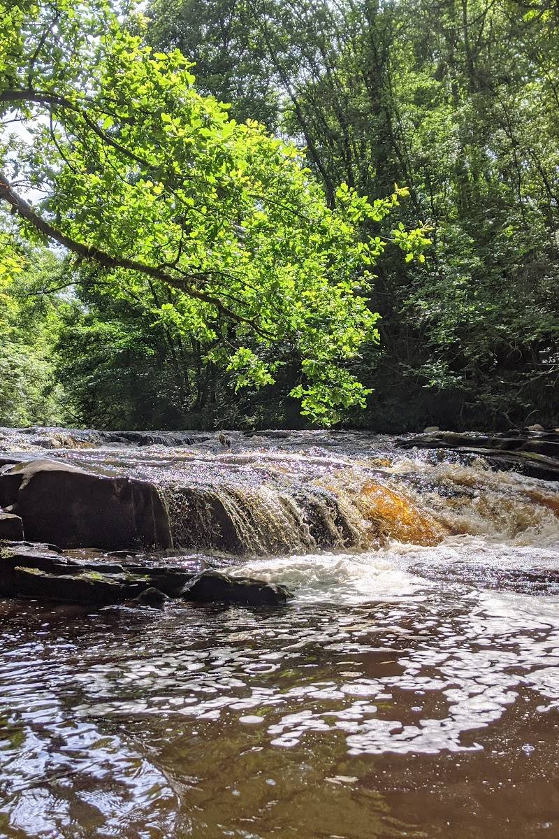Clyde Valley Woodlands National Nature Reserve (Cleghorn Glen) — Place photograph