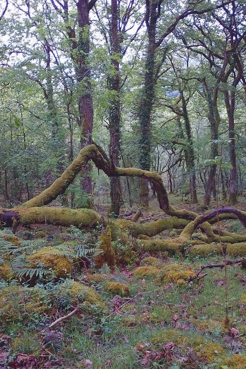 Coed Ganllwyd National Nature Reserve — Place photograph (1 of 3)