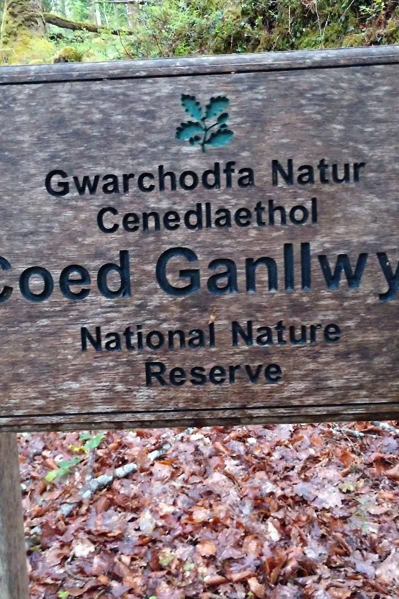 Coed Ganllwyd National Nature Reserve — Place photograph (2 of 3)