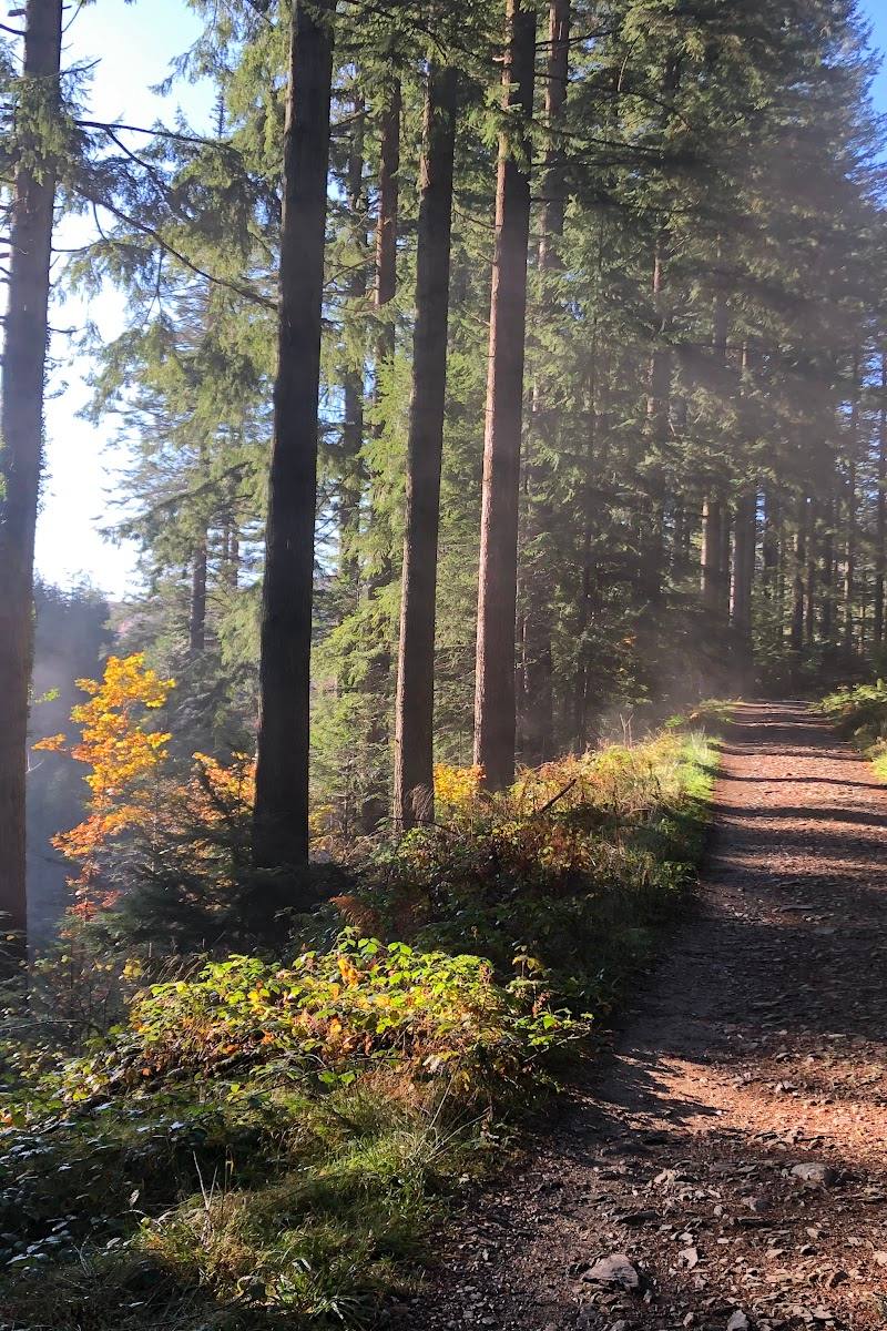 Coed y Brenin Forest Park — Place photograph