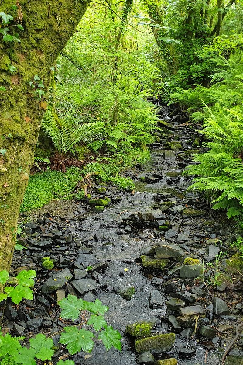 Coed y Foel — Place photograph (3 of 3)