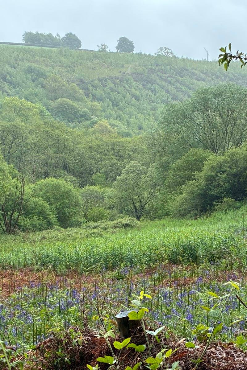 Coed y Foel — Place photograph (2 of 3)