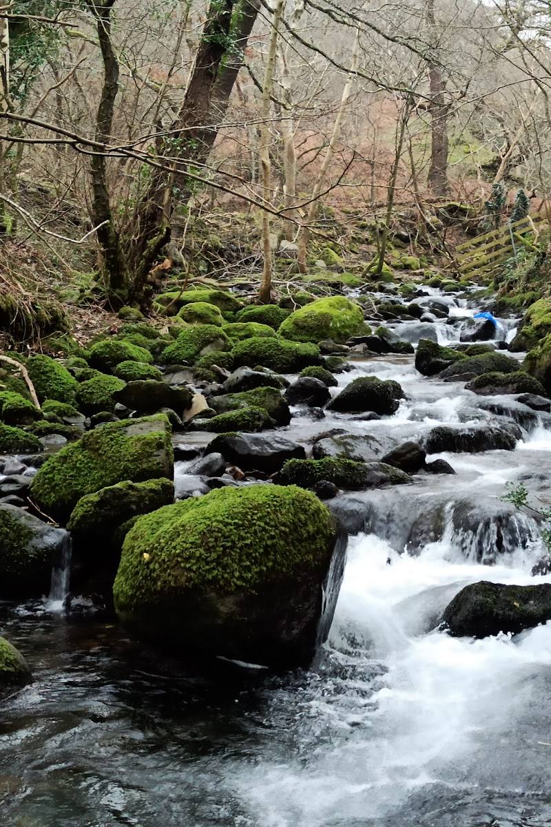 Coedydd Aber National Nature Reserve — Place photograph (2 of 3)