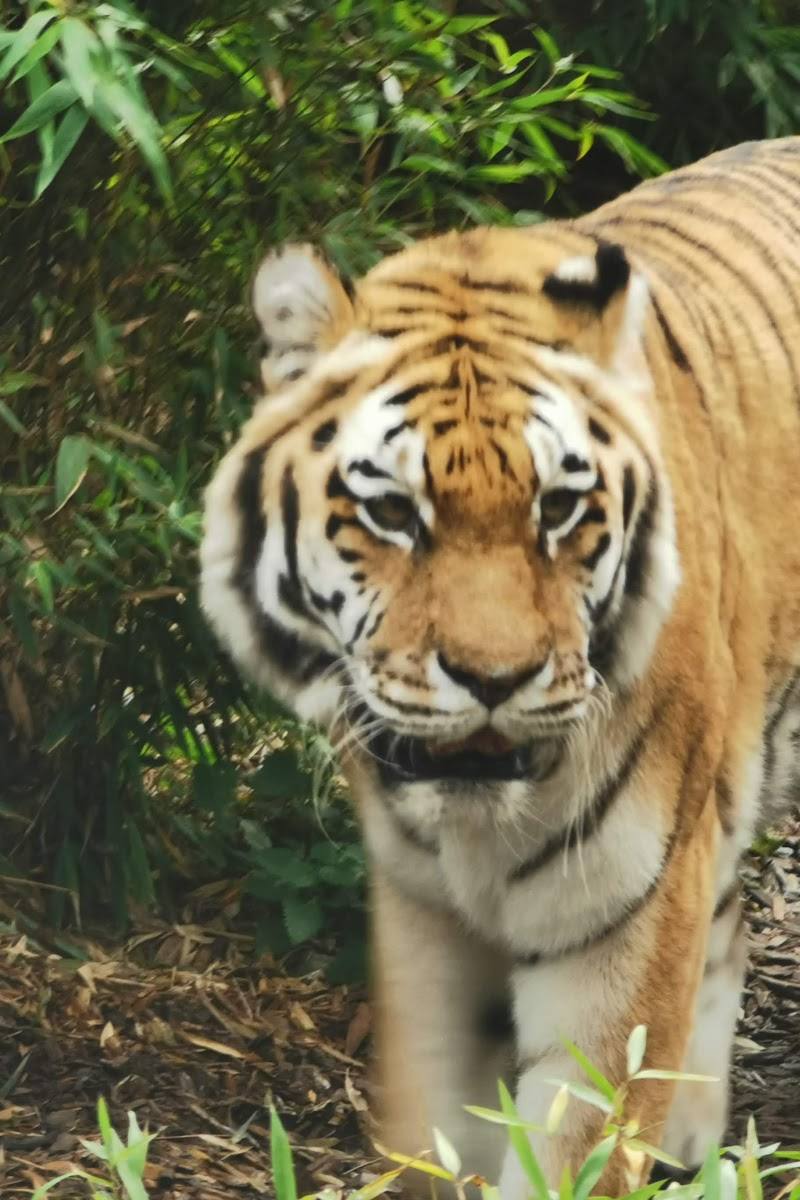 Colchester Zoo