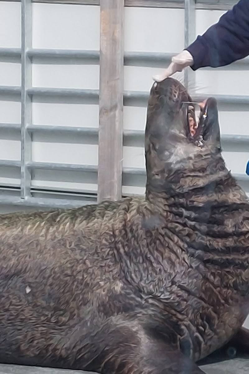 Cornish Seal Sanctuary