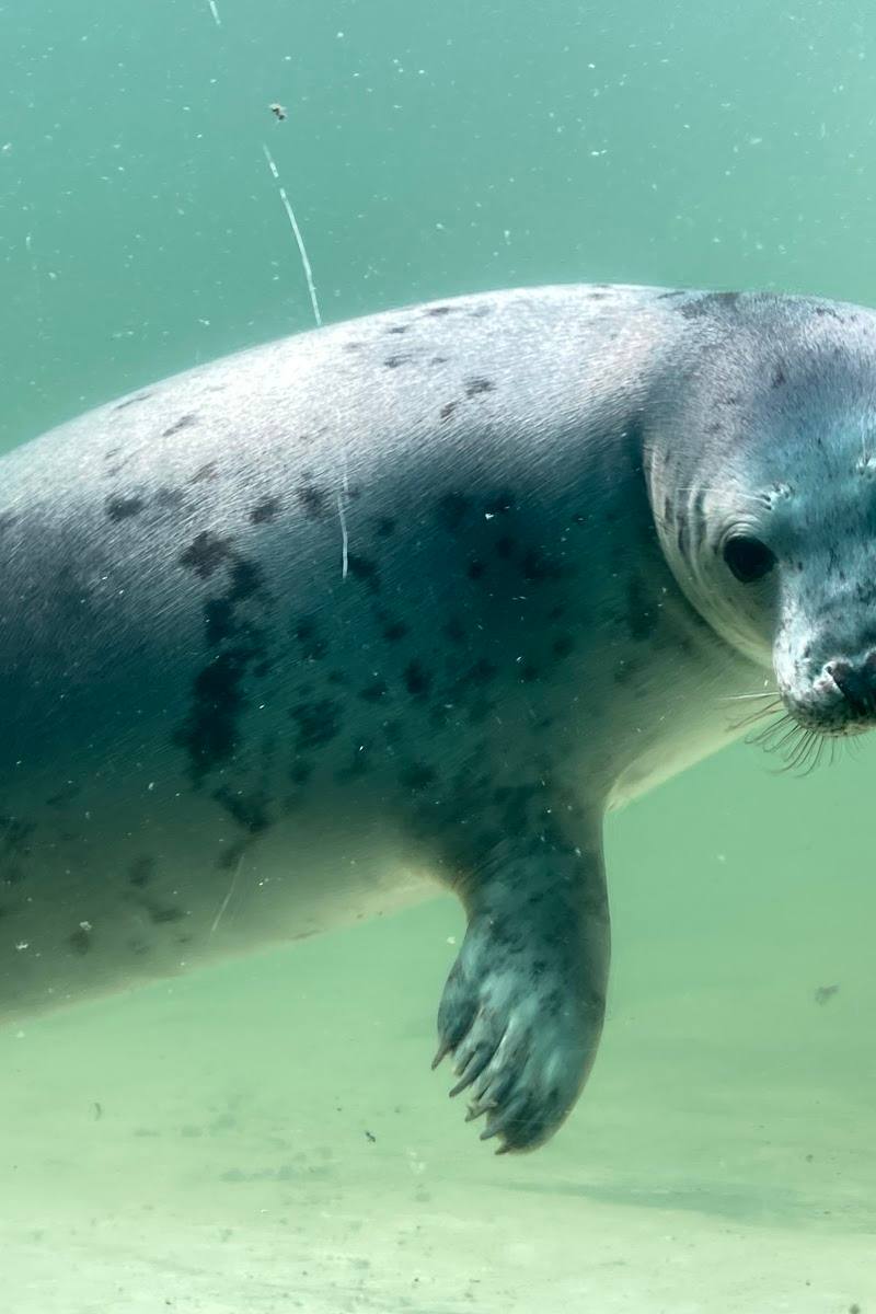 Cornish Seal Sanctuary — Place photograph