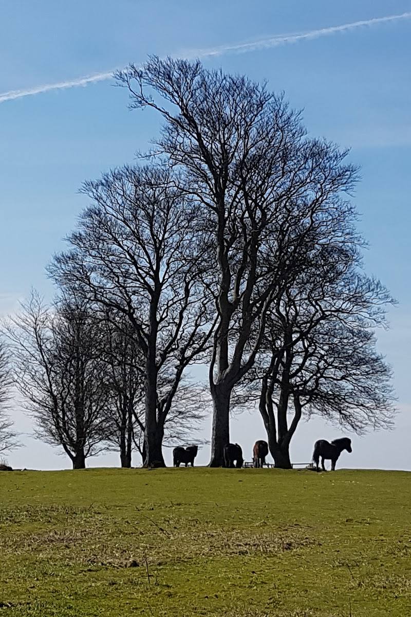 Cothelstone Hill — Place photograph (3 of 3)