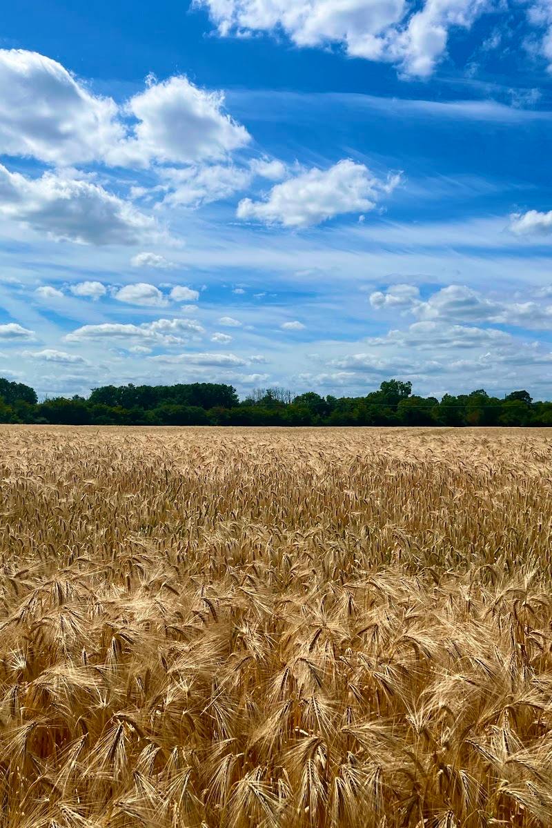 Coton Countryside Reserve
