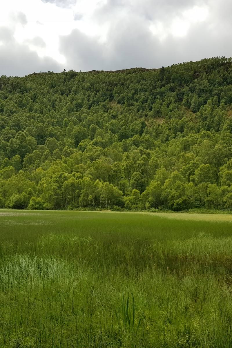 Craigellachie National Nature Reserve — Place photograph