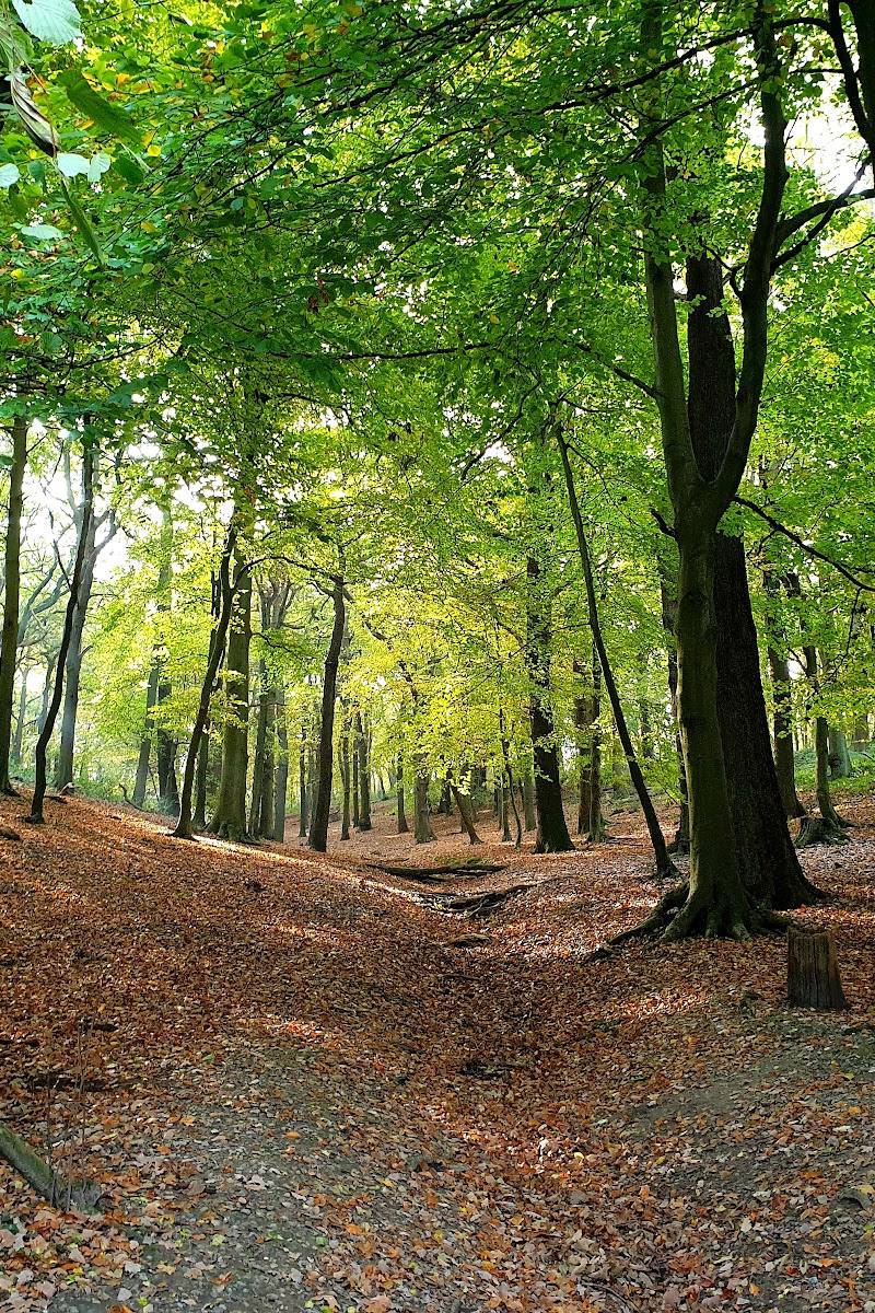 Croham Hurst Woods — Place photograph