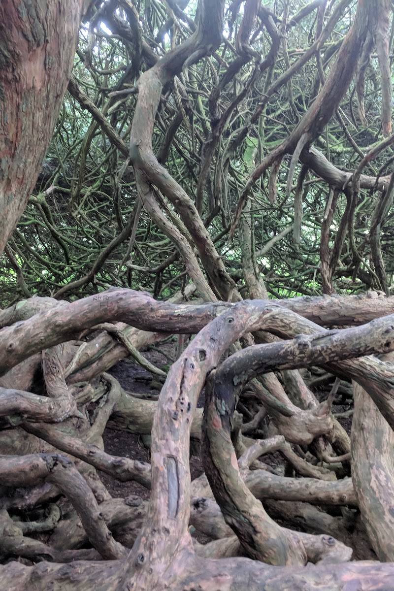 Crom Old Castle and Ancient Yews