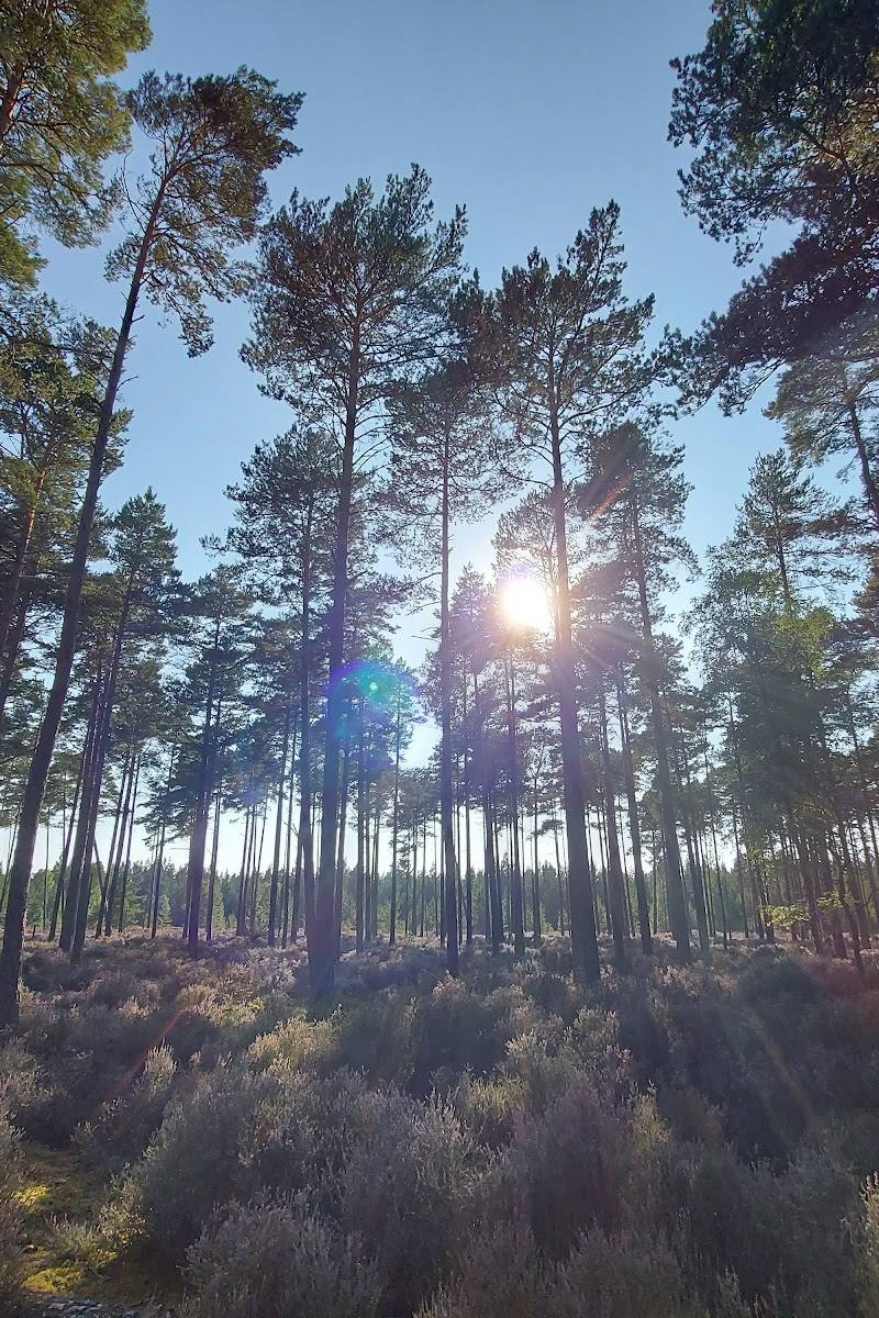 Culbin Forest — Place photograph