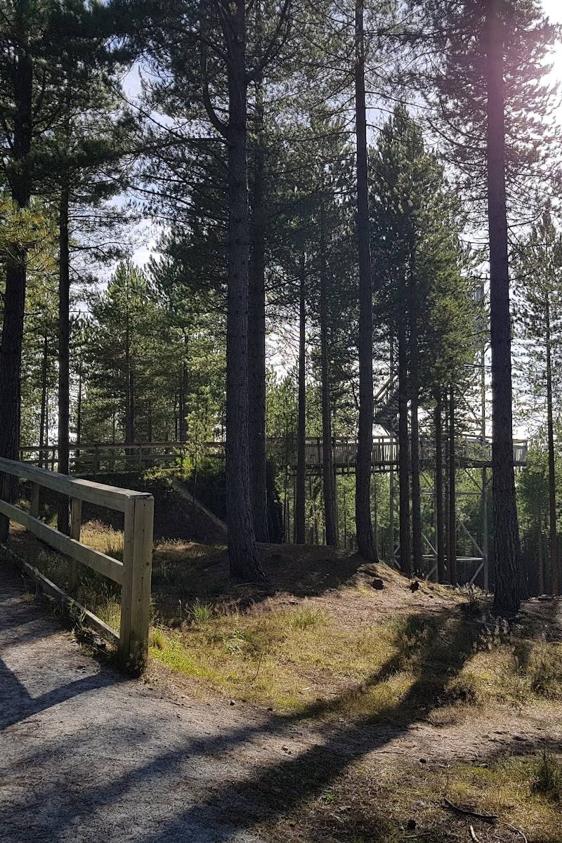 Culbin Forest