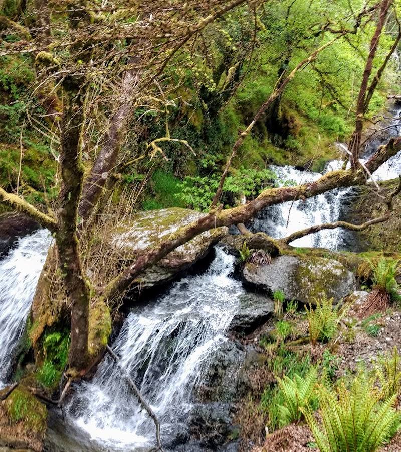 Cwm Rhaeadr Forest — Place photograph